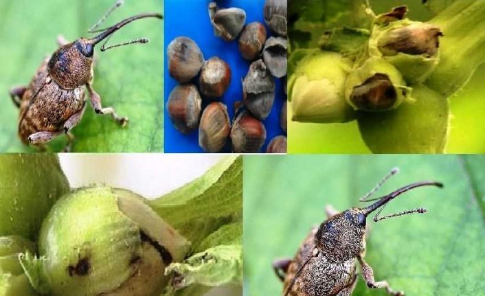 Samsun İl Tarım ve Orman Müdürlüğünden fındık üreticilerine “fındık kurdu“ uyarısı