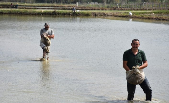 Sinop'ta çeltik ekimine başlandı