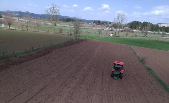 Siyez buğdayından ürünler üreten genç çiftçi tarlasına karabuğday ekimine de başladı