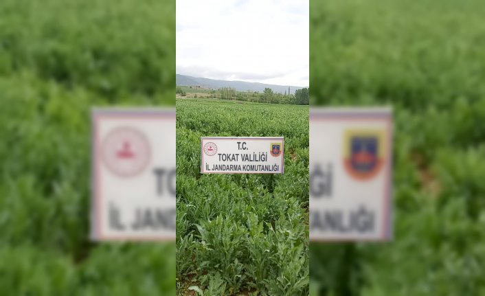 Tokat'ta kaçak ekilen 610 bin kök haşhaş imha edildi