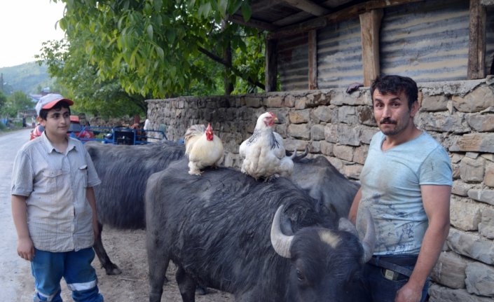 Yanından ayırmadığı tavuk ve horozlarını mandaların sırtında gezdiriyor