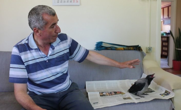 Yuvasından düşen karga yavrusuna evlerinde özenle bakıyorlar