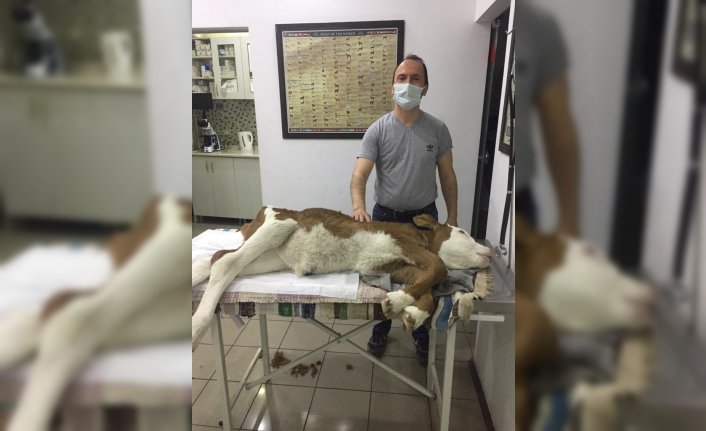 Zonguldak'ta anüsü kapalı doğan buzağı cerrahi müdahaleyle sağlığına kavuştu