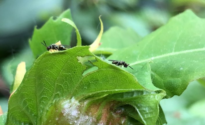 Zonguldak'ta gal arısına karşı mücadele edecek böcekler doğaya bırakıldı