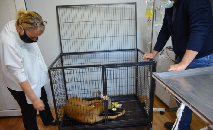 Zonguldak'ta otomobilin çarptığı karaca tedaviye alındı