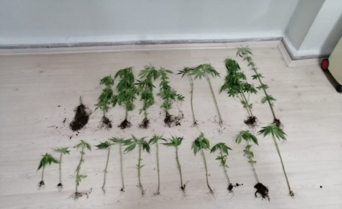 Amasya'da evinde Hint keneviri yetiştiren  şüpheli yakalandı