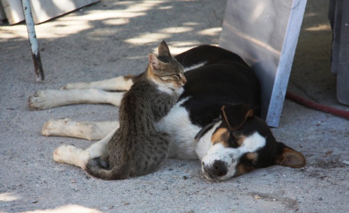 Amasya'da kedi ile köpeğin dostluğu görenlerin dikkatini çekiyor