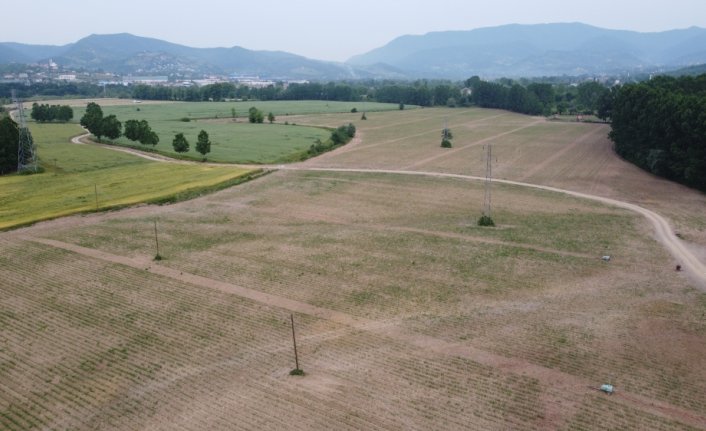 Bartın'da iki arkadaş atıl arazileri kiralayarak yem bitkisi yetiştiriyor