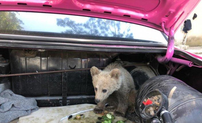 Bartın'da köpeklerce sıkıştırılan yavru ayı, bölgedeki arıcı tarafından kurtarıldı