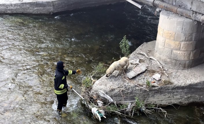 Bayburt'ta nehirde mahsur kalan köpeği itfaiye ekipleri kurtardı