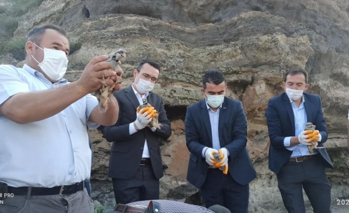 Bolu'da 650 kınalı keklik doğaya bırakıldı