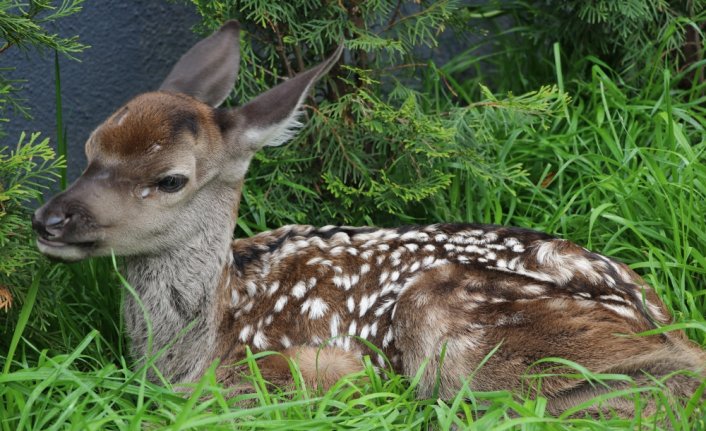 Bolu'da bitkin halde bulunan geyik yavrusu biberonla beslendi