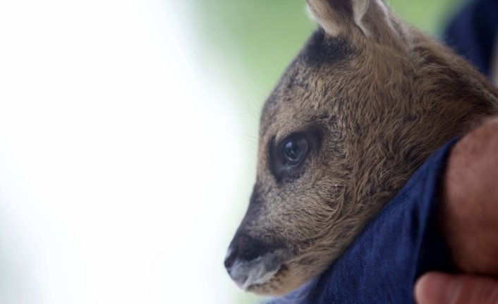 Bolu'da bulunan yavru karaca 