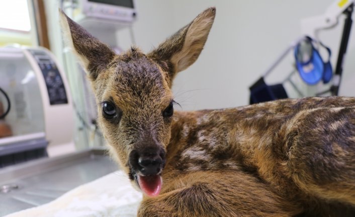 Bolu'da çakalların saldırısı sonucu yaralanan karaca yavrusu tedavi edildi