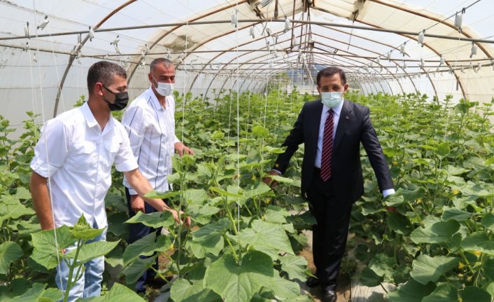 Bolu'da topraksız tarım ürün vermeye başladı