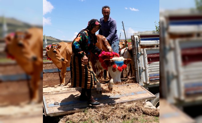 Doğu Karadeniz yaylaları, asırlardır süren göç geleneğiyle şenleniyor
