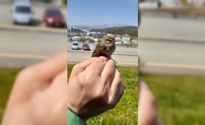 Düzce Üniversitesi 23 türde 81 kuşu halkalayarak incelemeye aldı