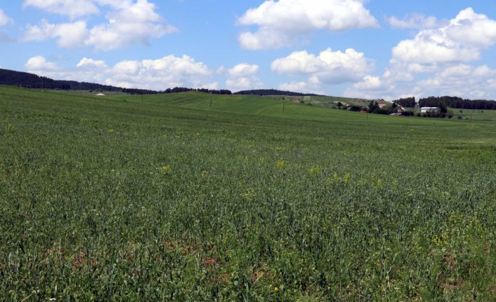 Eflani'de 110 bin dekar tarım arazisi işlendi