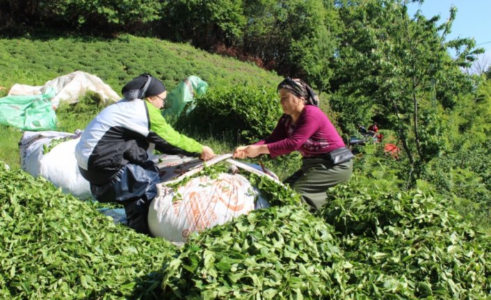 Giresun'da çay hasat şenliği gerçekleştirildi
