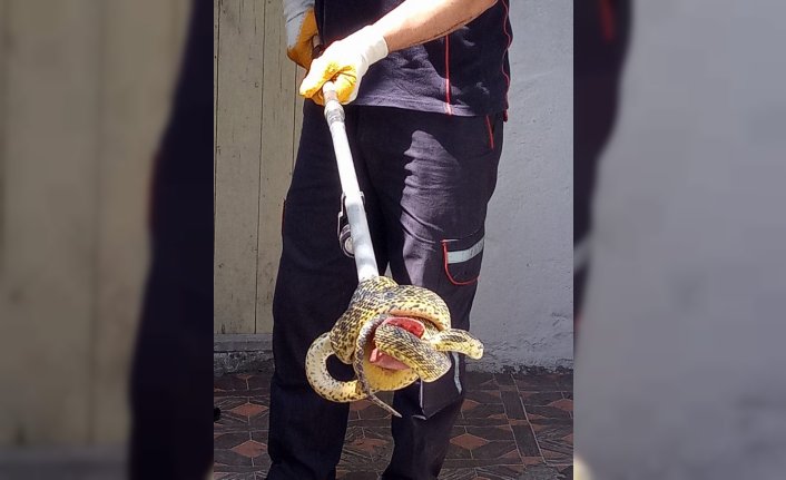 Karabük'te eve giren 2 metre uzunluğundaki yılanı itfaiye yakaladı