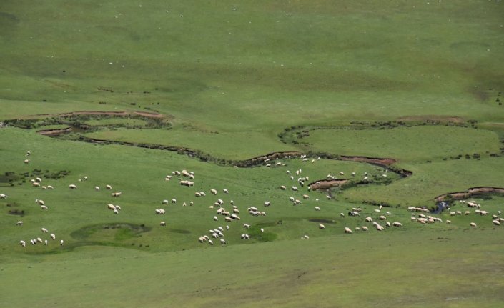 Karadeniz'in menderesleriyle ünlü Perşembe Yaylası doğaseverleri ağırlıyor