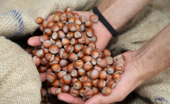 Ordu'da fındığın kilogramı 23,5 liradan işlem görüyor