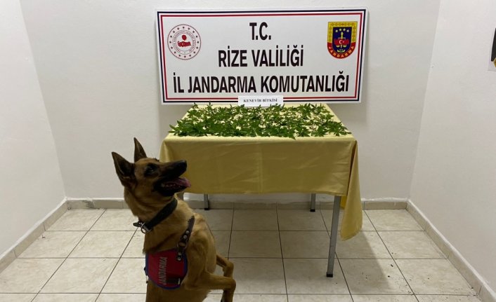 Rize'de çatı katında ekili 160 kök Hint keneviri ele geçirildi