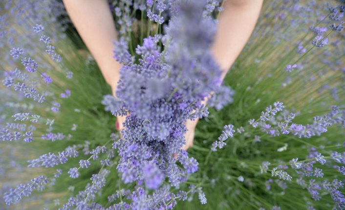 Safranbolu'da çiçek açan lavanta tarlaları göz kamaştırıyor