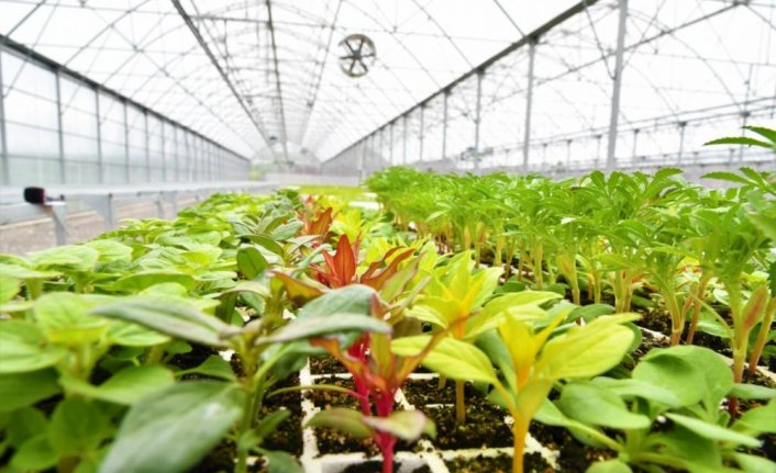 Samsun'da çiçek yetiştirilen sera, çöpten üretilen elektrikle ısıtılıyor