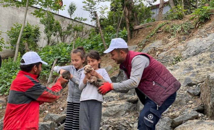 Samsun'da kayalıklara sıkışan köpek yavruları iş makinesi ile kurtarıldı