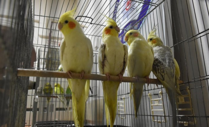 Samsun'da kuş hırsızlığı şüphelisi yakalandı