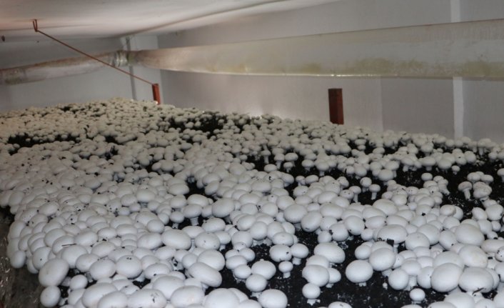 Samsun'da mantar üretimi bir ailenin gelir kaynağı oldu