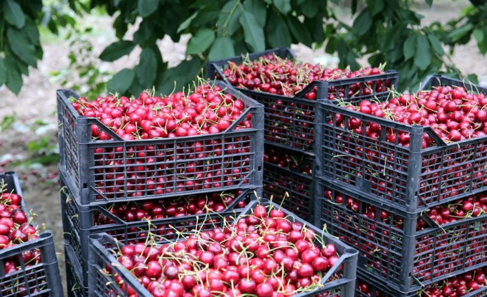 Tokat'ta ihracatın kooperatif aracılığıyla yapılmasıyla kirazdan elde edilen gelir artacak