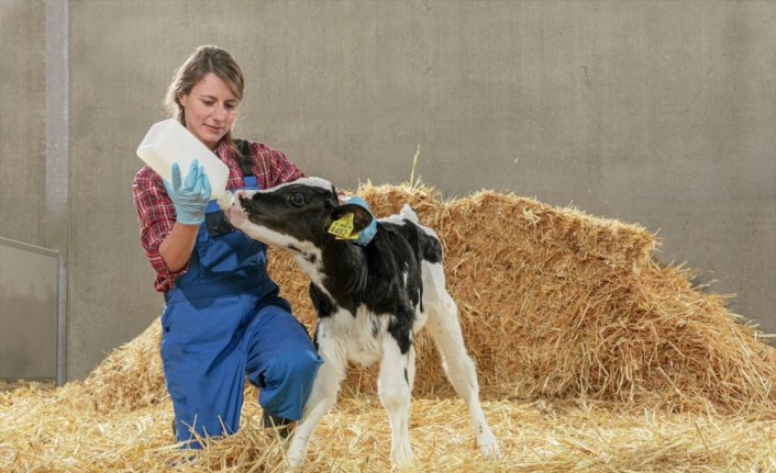 Trouw Nutrition, buzağı mamalarıyla verimli inek ve boğalarının yetiştirilmesine katkı sağlıyor