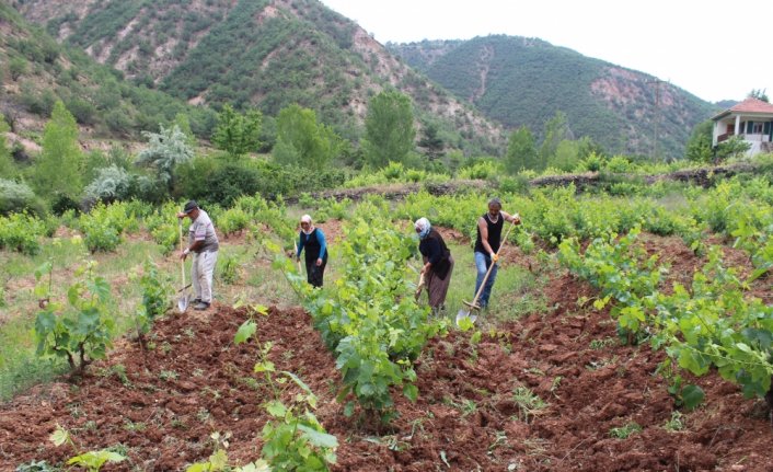 Yaprağı meyvesinden pahalı olan Tosya'ya özgü 