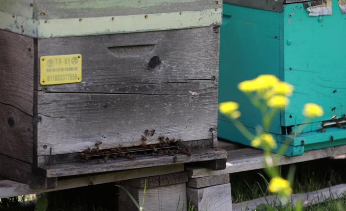 Zengin bitki örtüsüne sahip Anzer Yaylası'nda arıcıların bal mesaisi başladı