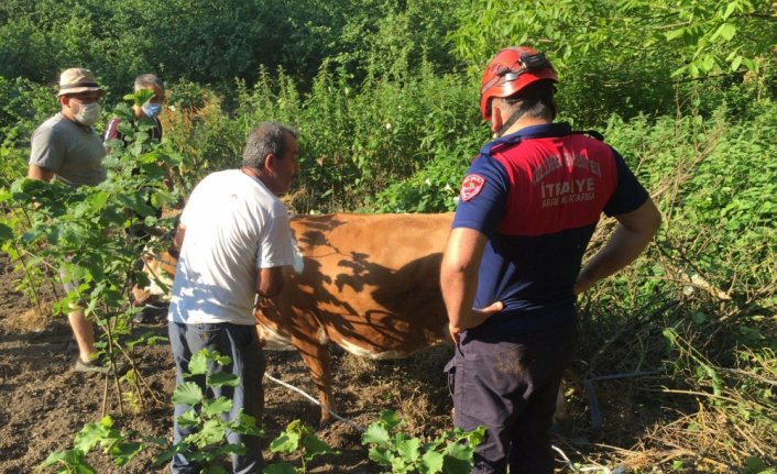 Zonguldak'ta uçuruma yuvarlanan inek vinç yardımıyla kurtarıldı
