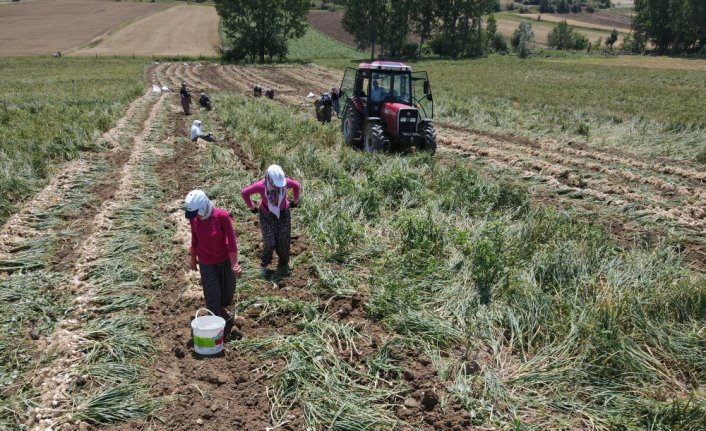 Ekilirken kuraklık endişesi yaşanan Taşköprü sarımsağında yüksek rekolte bekleniyor