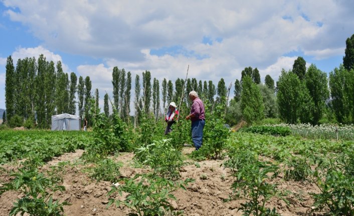 Emekli olup döndüğü köyünde organik tarıma başladı