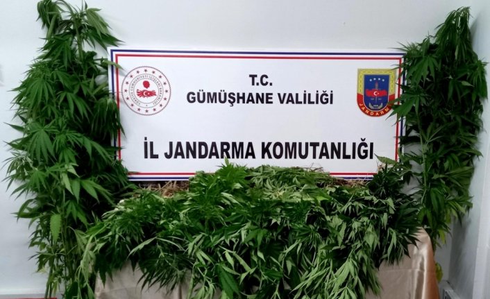 Gümüşhane'de 164 kök kenevir bitkisi ele geçirildi