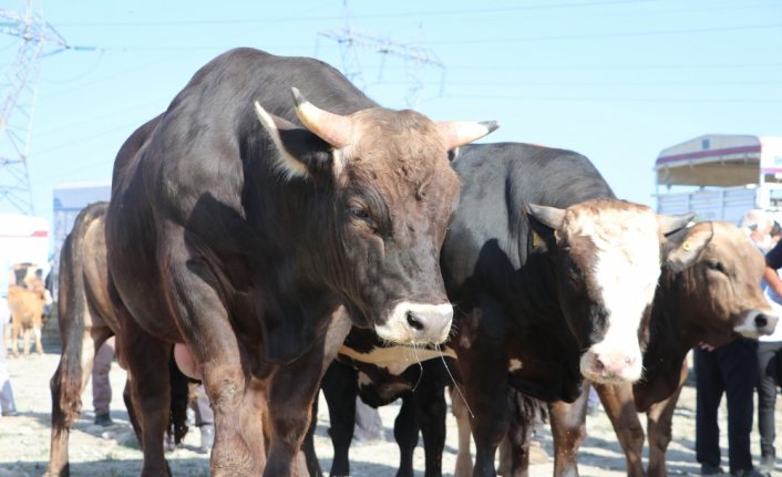 Havza'da canlı hayvan pazarında Kurban Bayramı hareketliliği yaşanıyor