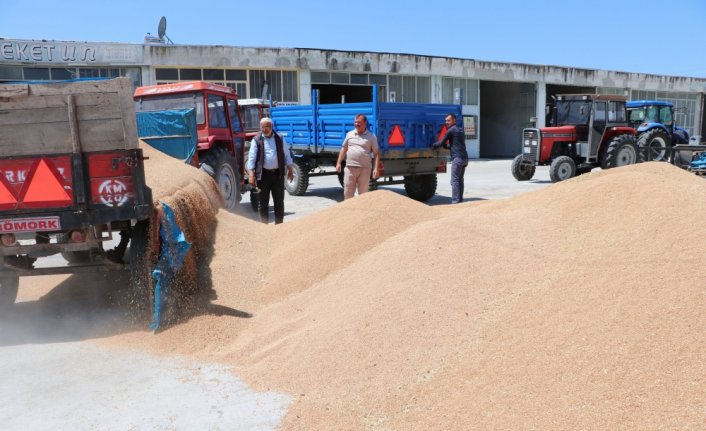 Havza'da hasatla buğday pazarında hareketlilik başladı