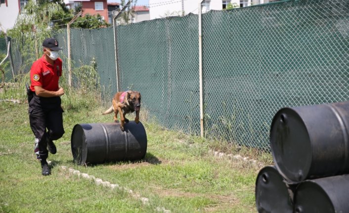 Jandarma köpekleri 