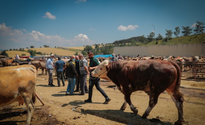 Kastamonu'da 1 tonluk kurbanlık dana 22 bin liradan satışa sunuldu
