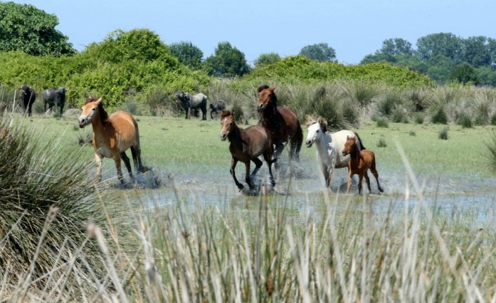 Kızılırmak Deltası'ndaki yılkı atları ziyaretçilerin ilgisini çekiyor