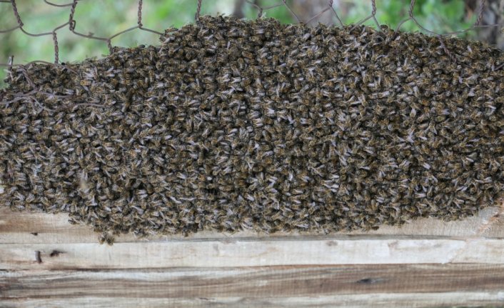 Oğul yapan arılarını kaçmadan yakaladı