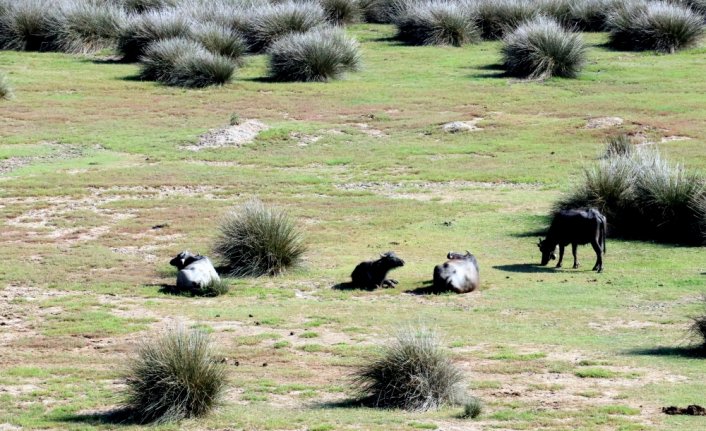 Paraguay'ın Ankara Büyükelçisi Valdez, Kızılırmak Deltası Kuş Cenneti'ni gezdi: