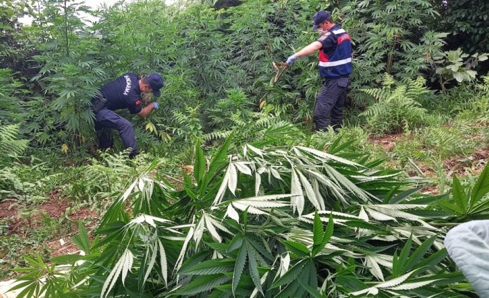 Rize'de 10 kilo 253 gram esrar ve bir miktar Hint keneviri bitkisi ele geçirildi
