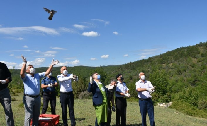 Sinop'ta popülasyonunun artırılması için doğaya 250 keklik salındı