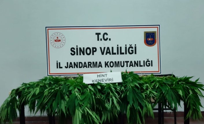 Sinop'ta uyuşturucu operasyonu: 1 gözaltı